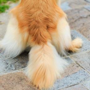 犬の『しっぽ』は何のためにあるの?尻尾の知られざる役割や感情を読み取る方法まで