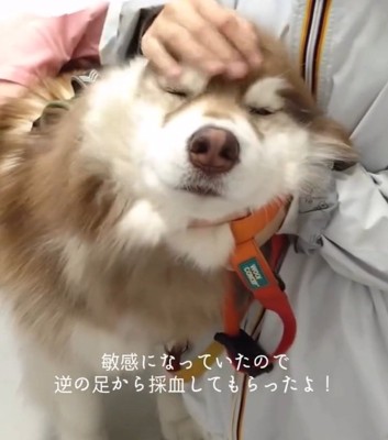 撫でられるコスモくん