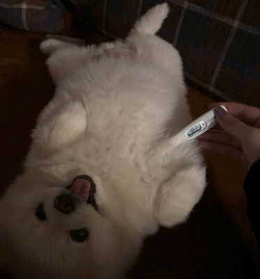 ぽちゃちゃんの全体像