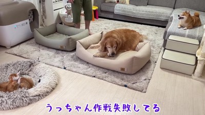あえなく作戦失敗!!