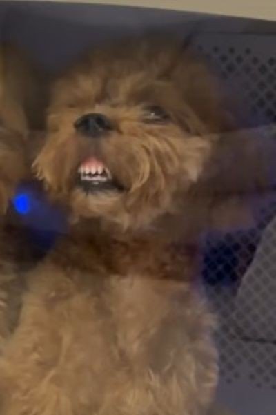 ふるちゃんは歯と歯ぐきがむき出し!