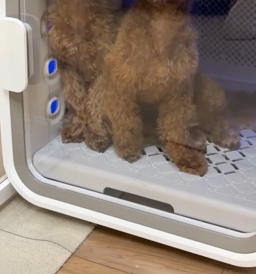 エアシャワーを浴びている2匹