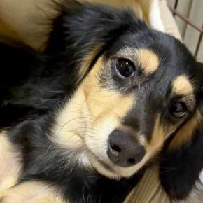 朝、外出するため『犬の方を見てみた』結果→なぜか『おてて』が…態度がデカすぎる『まさかの姿勢』に反響「人に見えるｗｗ」「かっこええ」