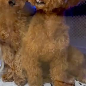 ドライルームに入った犬→ふと顔を見てみたら…思わず吹き出す『まさかの表情』が25万再生「歯ww」「研ナオコかと思った」「笑いが止まらん」