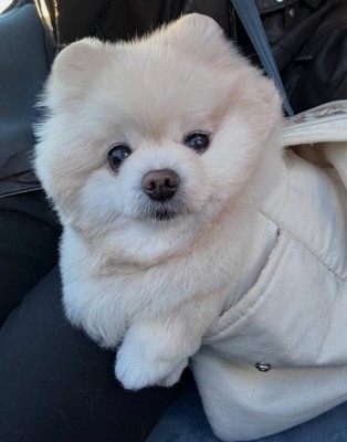 キャリーバッグに入るぽちゃちゃん1