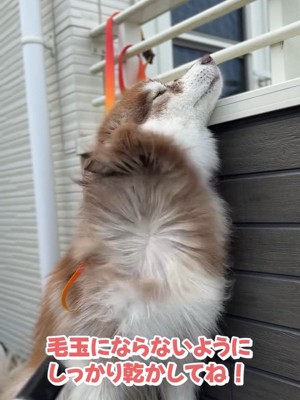 乾かされるコスモくん