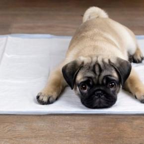 犬は栄養不足だから「食糞」するって本当?最新研究から科学的な結論を獣医が解説