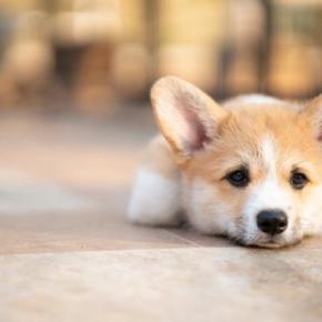犬が認識しやすい『ワード』5選 特定の言葉を覚えさせるために必要なトレーニングとは?