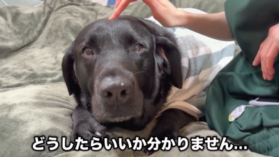 「どうしたらいいかわからないよ~…」