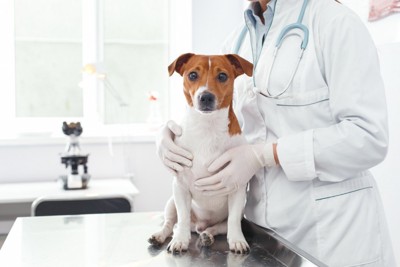 診察台の上に座って獣医師に支えられている犬