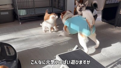 先輩犬とはすぐ仲良しに!