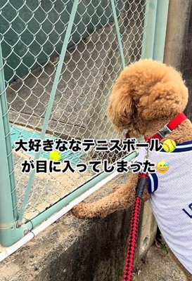 立つ犬1