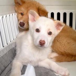 山で生まれた、人間を怖がる『野犬の赤ちゃん』→保護されて10ヶ月後…感動的な『1歳になるまでの成長記録』が10万再生「優しさが溢れてる」