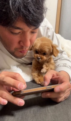 スマホを見るのを邪魔する小型犬