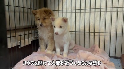 姉妹で保護された雪子ちゃん