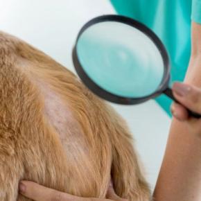 犬が『マダニ』に刺されたときの症状4つ　体についているのを発見した場合の適切な処置まで