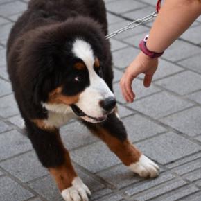 犬を『撫でようとすると避ける』4つの理由 主な心理や触ってはいけないタイミングまで