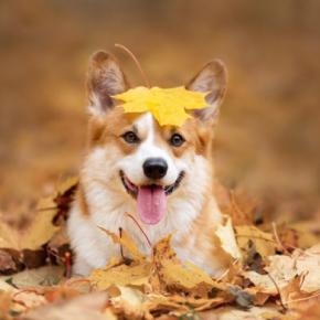 犬にとって危険な『秋の植物』5選　散歩中に拾い食いさせないための対策とは？