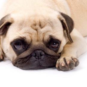 犬の「ガーガーする呼吸」…それ”逆くしゃみ”かもしれません！原因・症状や判断方法を獣医が解説