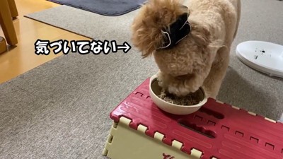 ご飯に夢中で気付きません!