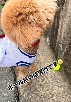 見上げる犬1