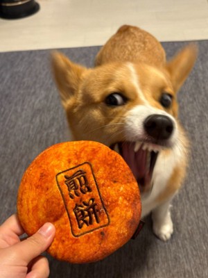 別犬のような凶悪なお顔に!