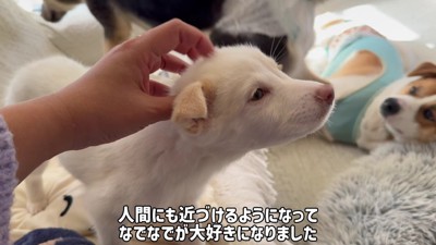 人間とも徐々に距離が縮まった