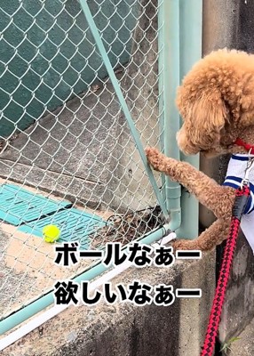 立つ犬2