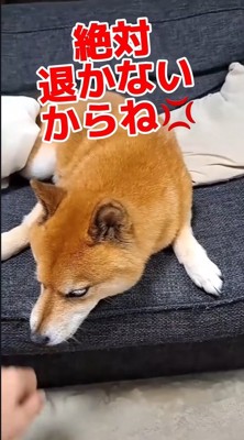 頑なに拒否!