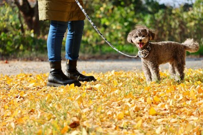 銀杏の木の下を散歩する犬