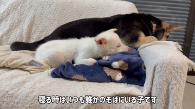お気に入りの先輩犬と添い寝