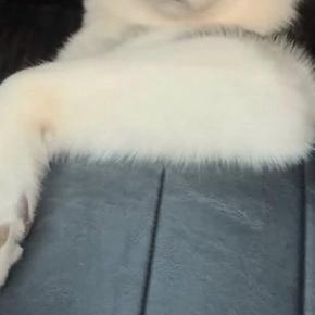 『話、聞こうか?』車の後部座席に乗っている大型犬→とんでもなく態度がデカい『姿勢』に爆笑続々「ワイルドだろぉ?」「人間すぎるww」