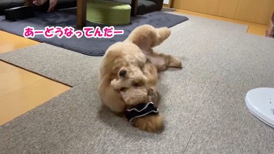 必死に取ろうとしています!