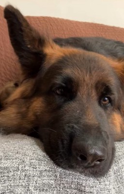 子犬にとっても優しい