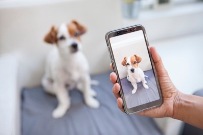 飼い主が犬の様子を撮影している光景