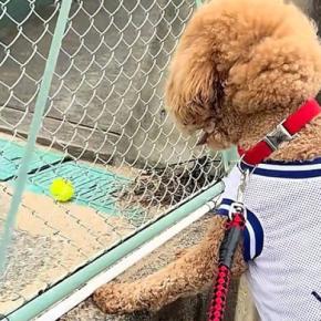 『どうしてもボールが欲しい』と訴える犬→テニス中のおじさんが見かねて…微笑ましすぎる『神対応』に絶賛「なんて優しい世界」「気持ち通じた」