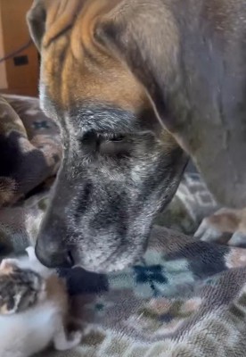 先住犬との初対面