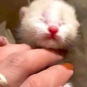 ダンボールで捨てられた『瀕死の赤ちゃん猫たち』を保護→家にいる大型犬と会わせた結果…母性に溢れた光景が11万再生「たまらなく愛おしい」
