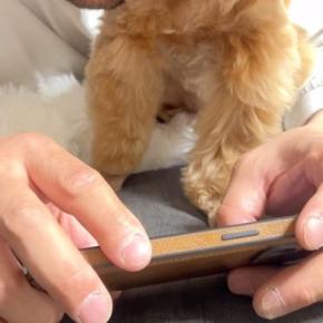 スマホを見ていたら、横にいた犬が『構って』と甘えてきて…人間のような『愛の伝え方』に5万いいね「なんて羨ましい」「可愛すぎて泣けてきた」