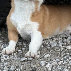 一緒に遊んでいた『友人の帰宅』を察した犬→車の下に潜りこんで…絶対に帰れない『必死すぎる表情』に1万いいね「もっと遊びたかったんだねｗ」