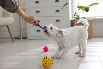 白い犬、おもちゃ遊び
