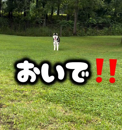 「おいで」