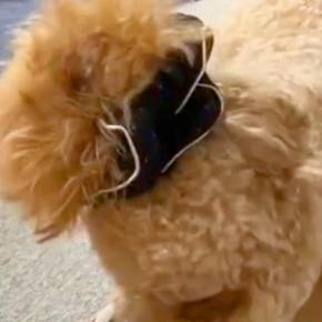 食事中、犬の耳が邪魔そうなので『シュシュで束ねた』結果→夢中を食べ続け、気付いた瞬間に…愛おしい反応に「気付くの遅ｗｗ」「笑った」の声
