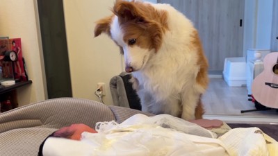 思わず心配するシェリーちゃん