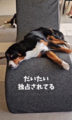 どいてくれる気配ゼロ