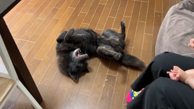 可愛すぎる降参ポーズ♡