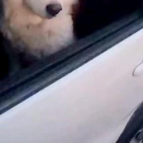 『なんやねんこいつ』車でドライブごっこをしないと帰らない犬→子どものような『可愛すぎる光景』に11万いいね「表情最高」「永遠に見てたい」