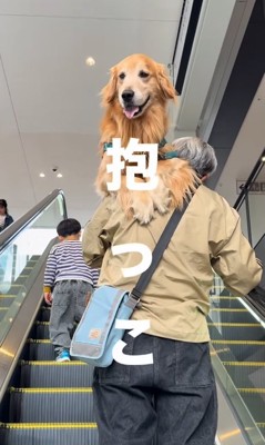抱っこしてもらっている大型犬