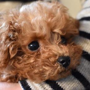 犬を『抱っこ』するときのタブー行為5選　飼い主の間違った抱き方によるデメリットとは？