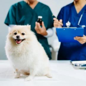 正しい診断はこう進む！犬の「食物アレルギー」と診断ステップ【獣医師執筆】